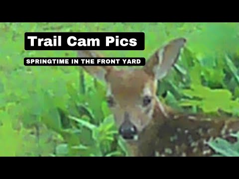 Front Yard Shenanigans #15 Front Yard Shenanigans #15