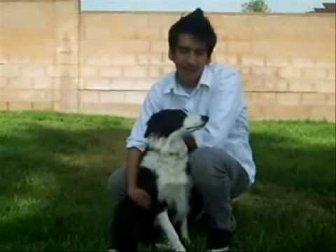 Cesar Millan Dog Training Application Cesar Millan Dog Training Application