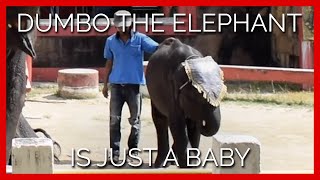This Baby Elephant’s Story Is Everything Wrong with Roadside Zoos