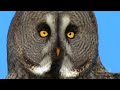 owl