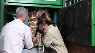 Giraffe Birth In GT