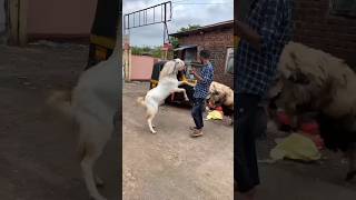 Surpr Sheep Attack