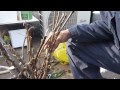 Kerry Cameraworks How I got heritage seed and vines Corfu Greece Feb 2015