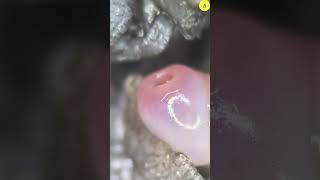 Cow Stomach Under Microscope Tulo - Microscope