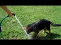 Willow Valley's Karma Von Der Weide Haus ~ Our Waterdog