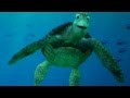 タートル・トーク TurtleTalk  クラッシュどアップ 東京ディズニー・シー