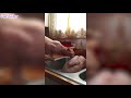 Funny CATS will make you LAUGH YOUR HEAD OFF - Funny Cats compilation