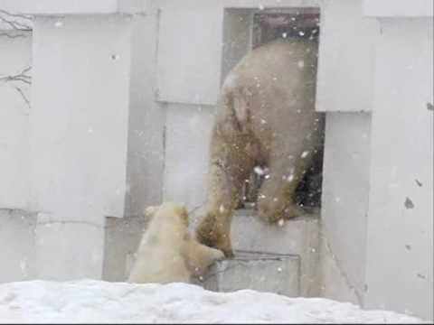 待ってぇ～　（札幌円山動物園のホッキョクグマの赤ちゃん）