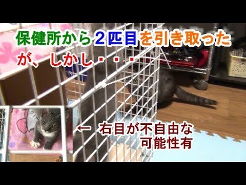 【File.10】保健所から気になっていたあの子を引き取る
