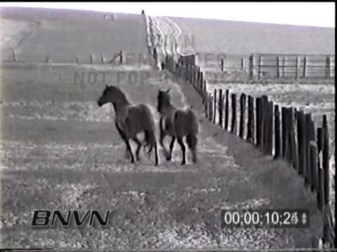 5/24/1998 Horse trapped in a hail storm video