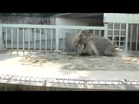 東山動物園のアジアゾウの調教