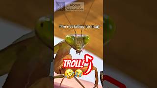 Mantis Trolled Me