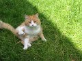 Cute Baby Cat!