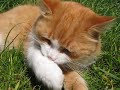 Snufkin... the sir.