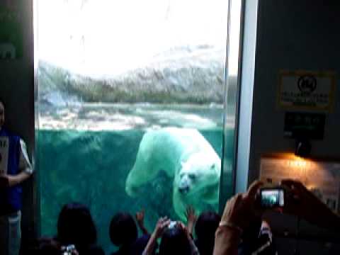 【北海道】旭山動物園の泳ぐ白熊くん♪　asahiyama zoo