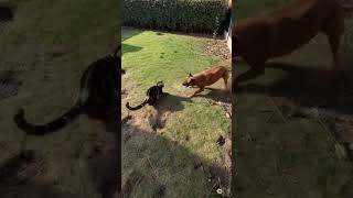 Cat Vs Dog
