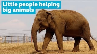 Schoolgirl helping protect elephants
