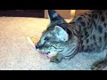 F1 Savannah Meisha wants her food