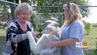 Learn all about the wolfdog