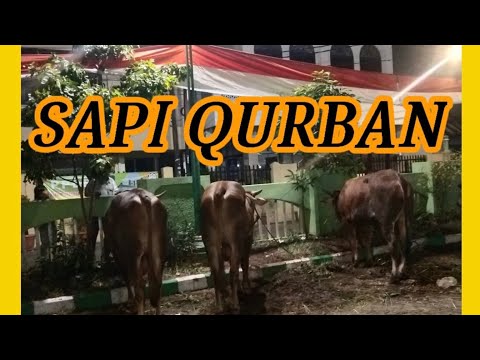 SAPI QURBAN
