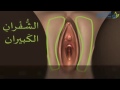 فيديو غشاء البكارة بالصور