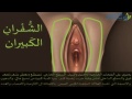 فيديو غشاء البكارة بالصور