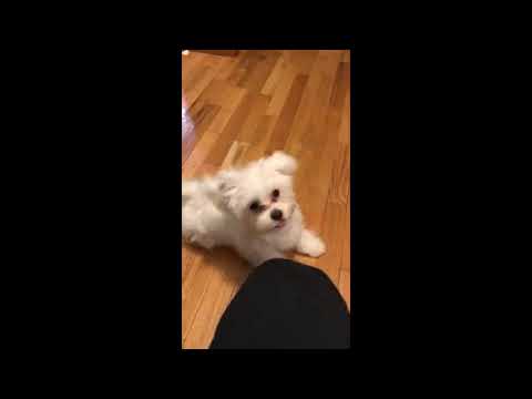 TRY NOT TO LAUGH CHALLENGE - Best funny animals video 2019
