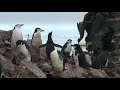 Half Moon Island, Antarctica