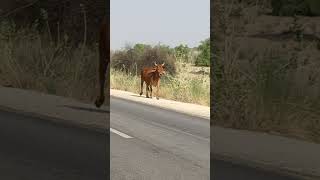 Red Cow On The Highway Cow Breeds Red Bull And Cow Animal Mating And Animal World