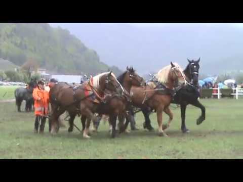 Watch Glarner Zugpferdetage Mollis 2010