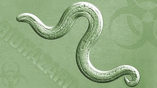 Insights On Pbs Hawai I Rat Lungworm What You Need To Know What You Need To Do Insights On Pbs Hawai I Rat Lungworm What You Need To Know What You Need To Do