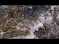 Ohio Beaver Trapping:  First Check