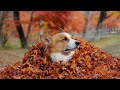 Goro in colored leaves / ????????????? 20121113 Goro@Welsh corgi