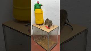 Very Cool And Easy To Make Homemade Mouse Trap Idea #Rat #Rattrap #Mousetrap #Shorts