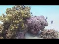 Red Sea Diving Hd 2012