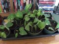 My House Plant Collection / Photos, Philodendron Plant Collection