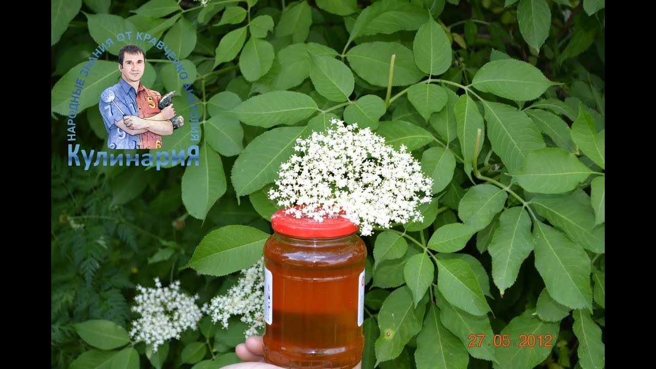 Как сделать мёд из бузины Как сделать мёд из бузины
