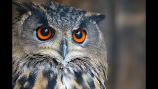 サラとソロモンー7「自分だけの秘密」