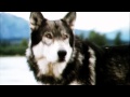 White Fang // You ll Be In My Heart