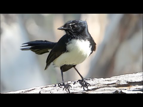 Willie Wagtail and Robins check out the Woodpile