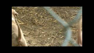 Wildstyle Kennels Puppies