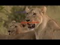Видео Lion vs bull Elephant Crocodile vs Elephant Lion vs Hyena Lion attacks Animal Nature Wildlife