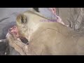 Video Lion vs bull Elephant Crocodile vs Elephant Lion vs Hyena Lion attacks Animal Nature Wildlife