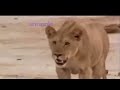 Lion vs bull Elephant Crocodile vs Elephant Lion vs Hyena Lion attacks Animal Nature Wildlife