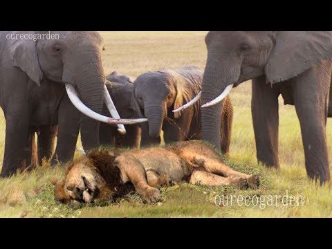 Lion vs bull Elephant Crocodile vs Elephant Lion vs Hyena Lion attacks Animal Nature Wildlife