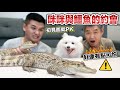 咪咪與鱷魚的約會,初次見面就PK『好像有點可怕』