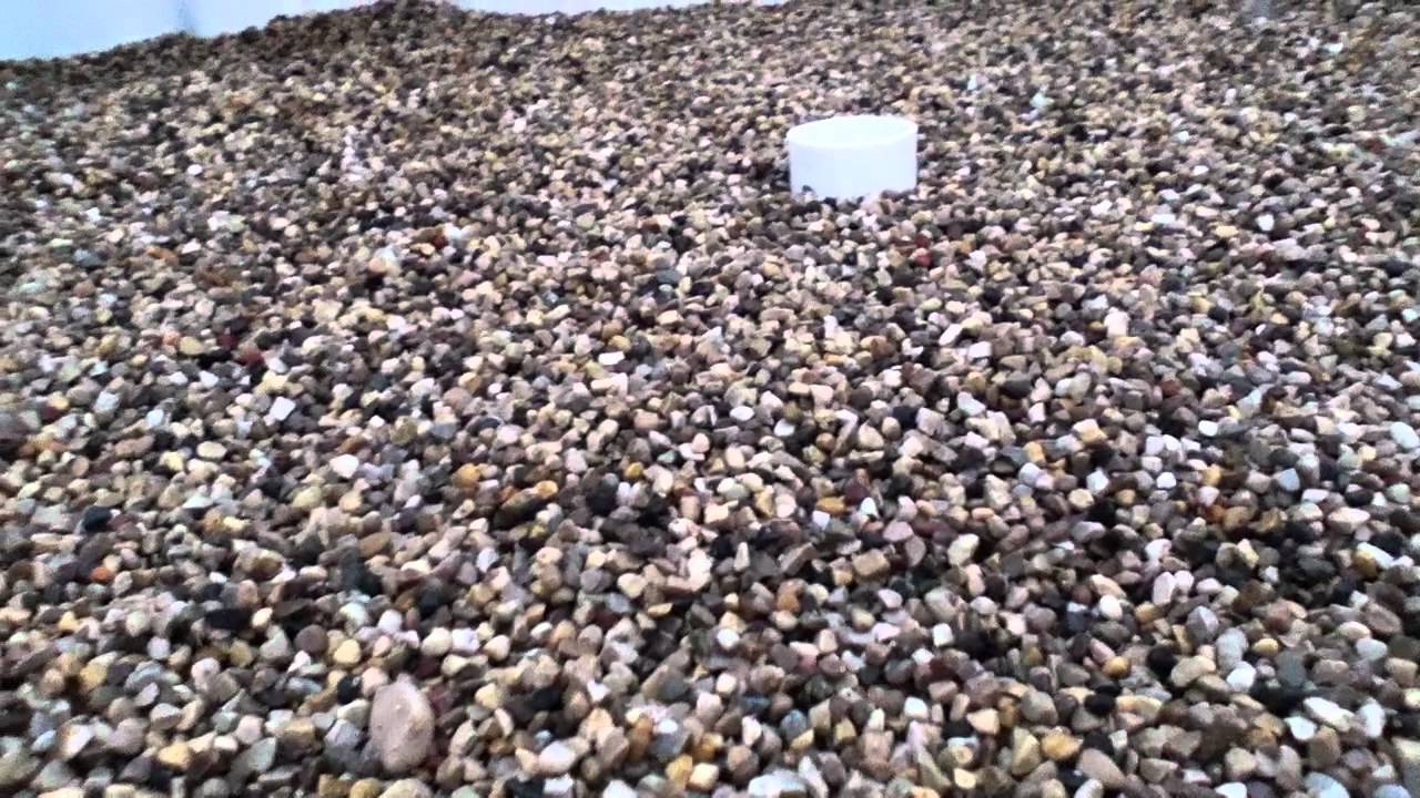 aquaponics system test with pea gravel - YouTube