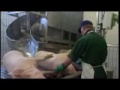 image Pabrik Pembuatan Daging Babi