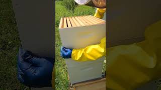 Placing New Super Honey Box On Beehive