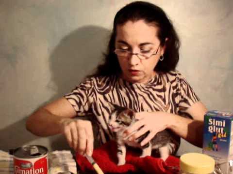 COMO ALIMENTAR A TU GATO